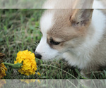 Small Photo #11 Pembroke Welsh Corgi Puppy For Sale in ELKTON, KY, USA