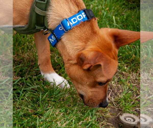 Medium Photo #5 American Pit Bull Terrier-Unknown Mix Puppy For Sale in San Jose, CA, USA