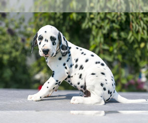 Dalmatian Litter for sale in MILLERSBURG, OH, USA