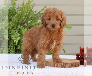Goldendoodle (Miniature) Puppy for sale in NARVON, PA, USA