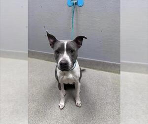 Mutt Dogs for adoption in Las Vegas, NV, USA
