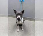 *JUNIPER - Female Mutt Dog for Adoption - Small photo