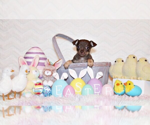 Medium Photo #1 Chihuahua Puppy For Sale in CHARLESTON, AR, USA