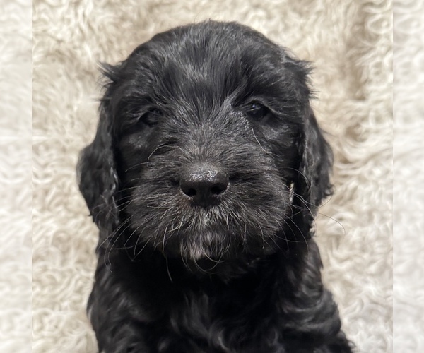 Medium Photo #1 Goldendoodle Puppy For Sale in MILLERSVILLE, MD, USA