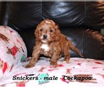 Small #1 Cockapoo (Miniature)