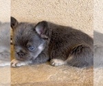 Small French Bulldog