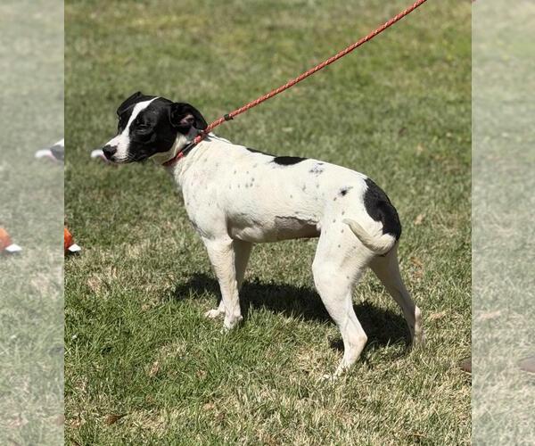 Medium Photo #4 Mutt Puppy For Sale in Yardley, PA, USA