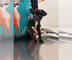 Chi-Poo (Miniature) Dogs for adoption in Lake Elsinore, CA, USA