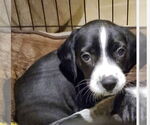 Small #4 Beagle-English Springer Spaniel Mix