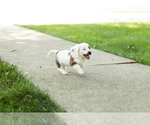 Small #10 Dachshund