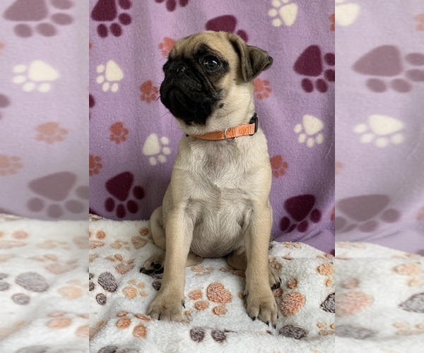 Medium Photo #7 Pug Puppy For Sale in CHATTANOOGA, TN, USA