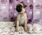 Small Photo #7 Pug Puppy For Sale in CHATTANOOGA, TN, USA