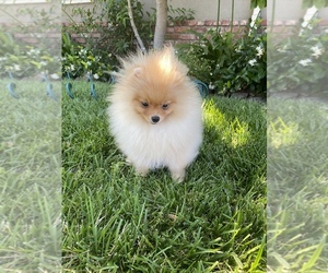 Pomeranian Puppy for sale in REDWOOD CITY, CA, USA