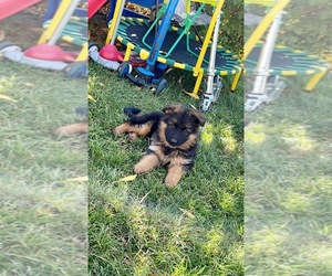 German Longhaired Pointer-German Shepherd Dog Mix Puppy for sale in TOPPENISH, WA, USA