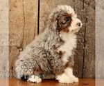 Small #2 Bernedoodle (Miniature)