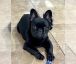 Small #1 French Bulldog