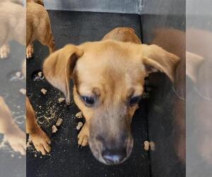 Chihuahua-Unknown Mix Dogs for adoption in San Antonio, TX, USA