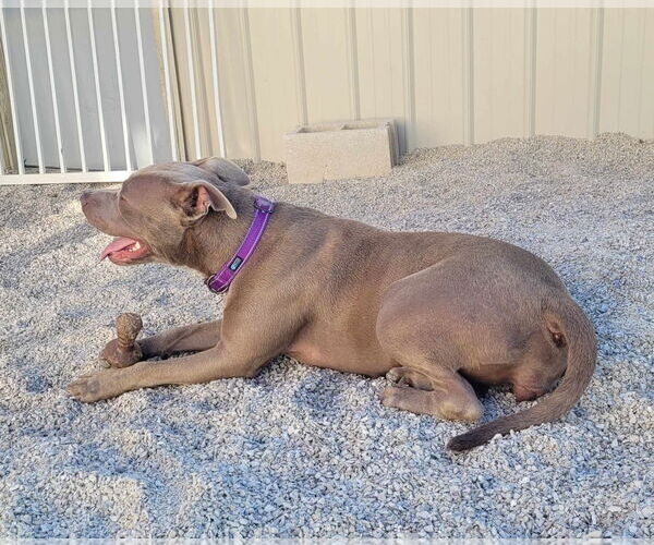 Medium Photo #4 American Pit Bull Terrier Puppy For Sale in Stover, MO, USA