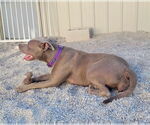 Small #3 American Pit Bull Terrier