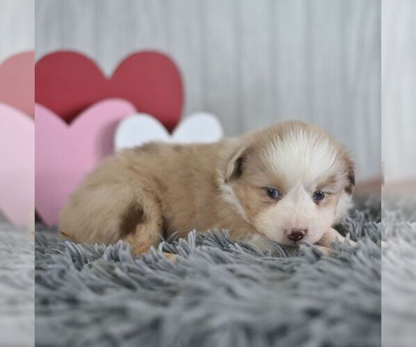 Medium Photo #3 Miniature Australian Shepherd Puppy For Sale in REBERSBURG, PA, USA