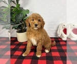 Small #4 Goldendoodle (Miniature)