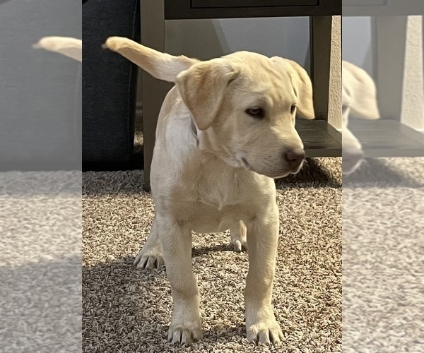 Medium Photo #7 Labrador Retriever Puppy For Sale in AMARILLO, TX, USA