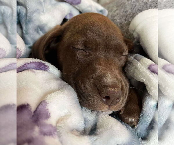 Medium Photo #2 Labrador Retriever-Unknown Mix Puppy For Sale in Derwood, MD, USA