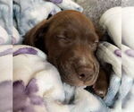 Small #1 Labrador Retriever Mix