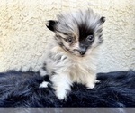 Small #86 Pomeranian