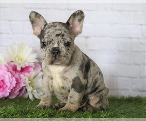 French Bulldog Puppy for sale in FREDERICKSBG, OH, USA