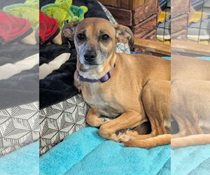 Chiweenie Dogs for adoption in Aurora, CO, USA