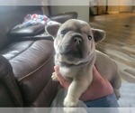 Small Photo #11 French Bulldog Puppy For Sale in DALLAS, NC, USA