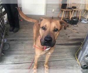 Boxador Dogs for adoption in Frenchburg, KY, USA