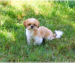 Shih Tzu Puppy for sale in SYRACUSE, IN, USA