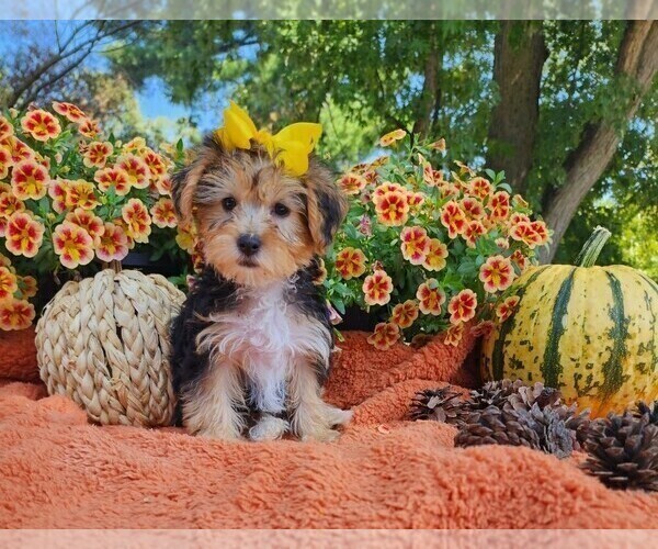 Medium Photo #2 Yorkshire Terrier Puppy For Sale in INDIANAPOLIS, IN, USA
