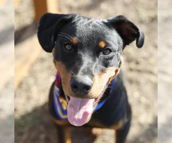 Medium Photo #1 Rottweiler-Unknown Mix Puppy For Sale in San Antonio, TX, USA