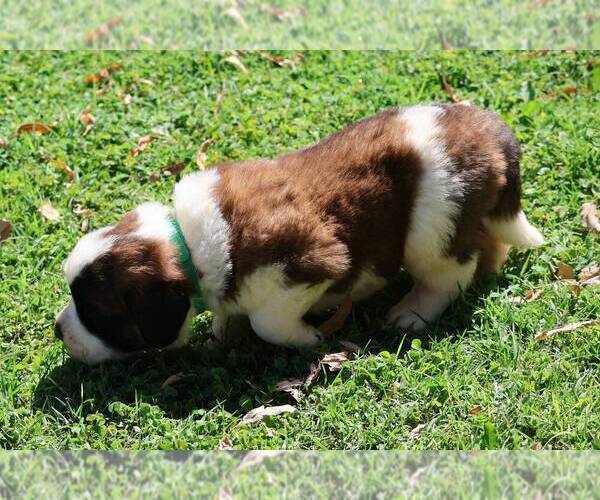 Medium Photo #3 Saint Bernard Puppy For Sale in TURLOCK, CA, USA