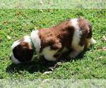Small #2 Saint Bernard