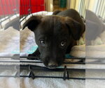 Small #3 Mutt
