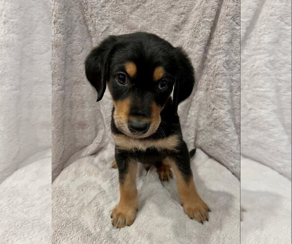 Medium Photo #1 Golden Retriever Puppy For Sale in Menifee, CA, USA
