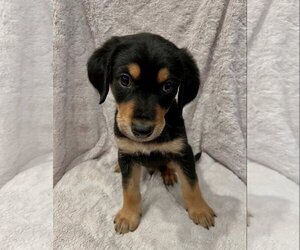 Golden Retriever Dogs for adoption in Menifee, CA, USA
