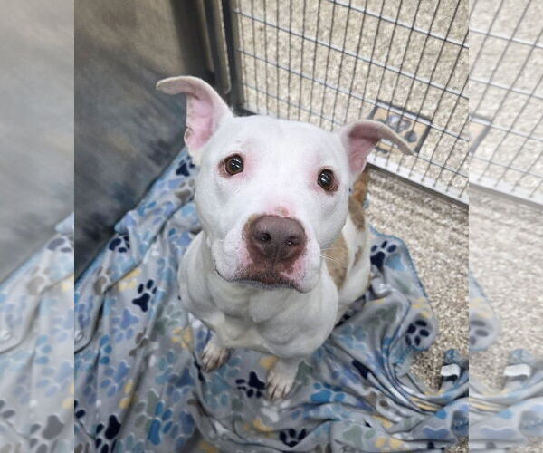 Medium Photo #1 Mutt Puppy For Sale in Martinsburg, WV, USA