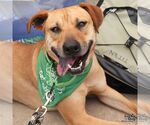 Small #3 Labrador Retriever Mix