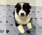 Small #1 Australian Shepherd