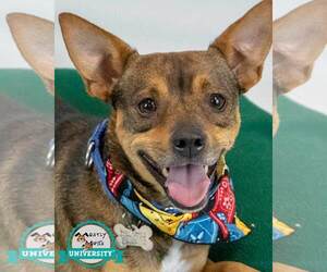 Chihuahua-Unknown Mix Dogs for adoption in Kennesaw, GA, USA
