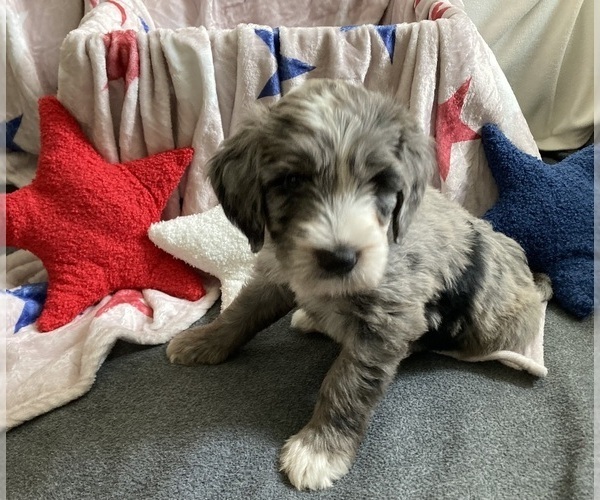 Medium Photo #4 Australian Labradoodle-Bernedoodle Mix Puppy For Sale in ATWATER, CA, USA