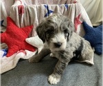 Small #3 Australian Labradoodle-Bernedoodle Mix