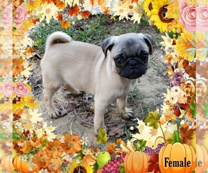 Pug Puppy for sale in HATTIESBURG, MS, USA