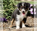 Small Miniature Australian Shepherd