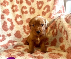 Golden Retriever Puppy for sale in JACKSONVILLE, FL, USA